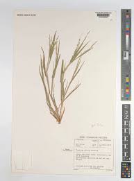 Image result for Panicum gilvum