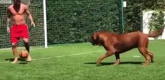 We did not find results for: Messi Juggles The Ball With His Dog Hulk Soccer Training Info