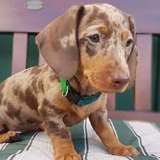 Male Dachshund Puppies For Sale Near Me Merle Dachshund Puppies For Sale Near Me Dachshund Puppies For Sale Dachshund Puppies Dachshund Puppy Miniature