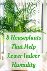 With lower moisture levels, you may find higher temperatures are more tolerable. Palms Are House Plant That Are Great In Helping Get Rid Of Air Pollutants Indoors And They Are Easy To Care Natural Dehumidifier Bathroom Plants House Plants