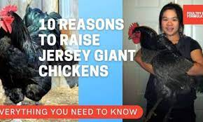 I don't have pictures outside the run as i had my toddler with me when i went to snap the pictures. 10 Amazing Reasons To Raise Jersey Giant Chickens Poultry Feed Formulation