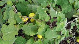 Image result for Solanum viarum