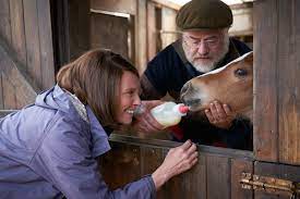 Seeing a horse in a dream means having authority and in addition touring. Review Empty Nest Full Stable In Wales Drama Dream Horse