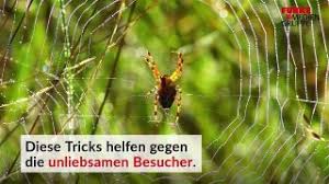 Mit diesem hausmittel kannst du spinnen aus deiner wohnung fernhalten. Hausmittel Gegen Spinnen So Haltst Du Die Hauswinkelspinne Fern Derwesten De