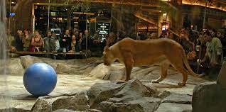 The fight night average is half a beer per head forget scranton, on a fight night, more than 100,000 people pass through the hotel, and will drink. File Mgm Grand Tiger Exhibit Jpg Wikipedia