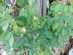 Image result for Macrotyloma axillare