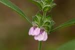 Image result for Meiosperma bracteatum