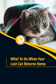 What To Do When Your Lost Cat Returns Home Lost Cat Cats Find Pets