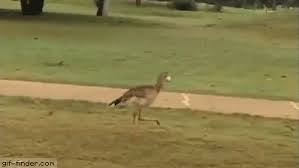 Bird Bouncing Golf Ball Https Encrypted Tbn0 Gstatic Com Images Q Tbn 3aand9gcri7 D7gsj7wzbyftjcfoy Hnl Y9eyce3k G Usqp Cau