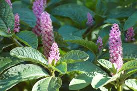 Image result for Phytolacca