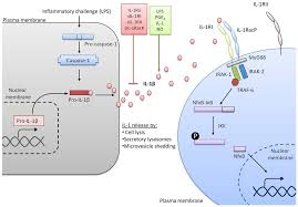 Frontiers | Interleukin-1 and acute brain injury