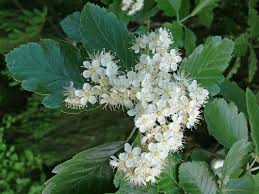 Sorbus Intermedia Oxel Hackar Buskar Tradgard