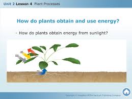 In order to obtain energy, animals do not always have to eat plants. Unit 2 Lesson 4 Plant Processes Ppt Download