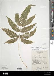 Image result for Pteris linearis