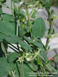 Image result for Ceropegia multiflora