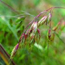 Maybe you would like to learn more about one of these? Le Brome Seigle Bromus Secalinus L Est Une Graminee Qui Infestait Download Scientific Diagram