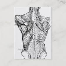 Vintage human anatomy print brain spine | zazzle.com. Black And White Anatomy Art Back Muscles 1890 Business Card Zazzle Com Anatomy Art Medical Drawings Human Anatomy Art