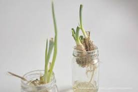 Jangan buang akar daun bawang, kamu bisa menaruhnya di dalam botol atau wadah berisi air. 7 Langkah Menanam Daun Bawang Di Air Kebun Rumahku