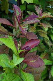 Image result for Euphorbia grantii