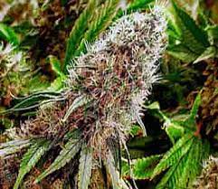 گل ماریجوانا Herbs Plants Flowers