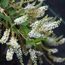 Image result for Aloysia