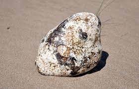 Com base nos preços de venda anteriores, 1,5 kg de âmbar gris de melhor qualidade pode ser vendido por até 14.500 libras, surachet conclui que se o objeto encontrado por ele, com 16,7 kg, for um bom âmbar, seus dias de vida difícil acabaram. Ambergris