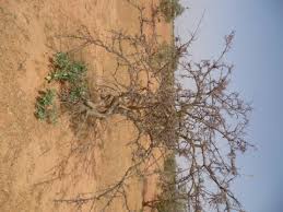Image result for Commiphora caerulea