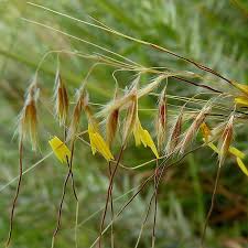 Image result for Sorghastrum