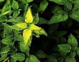 Image result for Urtica