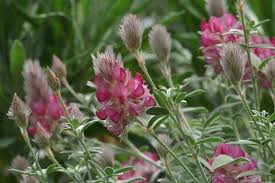 Bersinonim dengan pagar pokok, pagar hidup, pagar renek, pagar kawat, pagar pancang, pagar sua;, kata terbitan : Cretan Ebony Semak Kebun Yang Sangat Berharga Berkebun Hidup