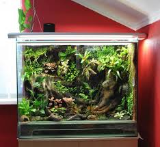 Pin By Jeremy Morrell On Ammmmm Frog Terrarium Vivarium Fish Tank Plants