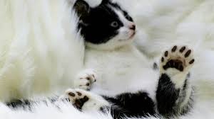 Or, probably, he felt a cat's something … in fact, cats played a significant role in the writer's life. Polydactyl Cats What You Should Know About These Multi Toed Kitties