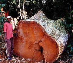 Image result for Entandrophragma caudatum