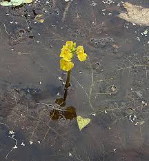 Image result for Utricularia