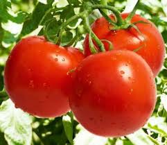 лучшие сорта томатов для теплиц из поликарбоната в беларуси Luchshie Sorta Tomatov Na 2020 God Dlya Teplic V Podmoskove Naimenovaniya S Opisaniem I Foto Glavnye Preimushestva Sortov