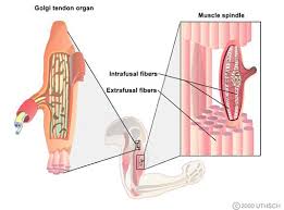 Reset help central cand matrix group 2 lacuna group 2 group 2 osteocyte in lacuna. Motor Units And Muscle Receptors Section 3 Chapter 1 Neuroscience Online An Electronic Textbook For The Neurosciences Department Of Neurobiology And Anatomy The University Of Texas Medical School At Houston