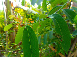 Image result for Phyllanthus muellerianus