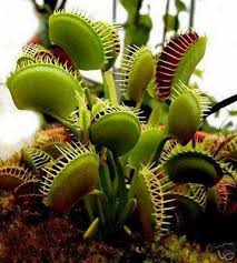 Etobur Bitki Venus Fly Trap Dionaea Muscipula Fidan Satisi Fide Satisi Internetten Fidan Siparisi Bodur Asili Sertifikali Meyve F Rasteniya Semena Kartinki