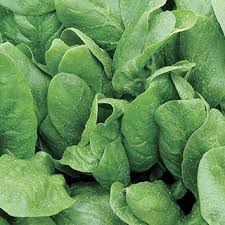 Just be sure to wait until temps are above freezing before you harvest. Space Hybrid Spinach Seeds Park Seed