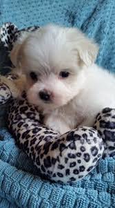 Looking for a maltese puppy or dog in dallas, texas? Dfw Maltese Home Facebook