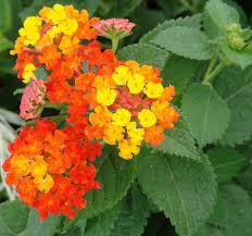 Lantana Love The Firey Colors Tembelekan Tanaman Bunga