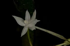 Image result for Aerangis ugandensis