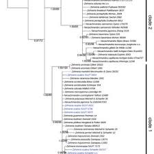 Image result for Zehneria tridactyla