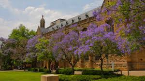 Maybe you would like to learn more about one of these? Jacarandas Beautiful Irresistible To Bees And A Sign Of Doom Youtube