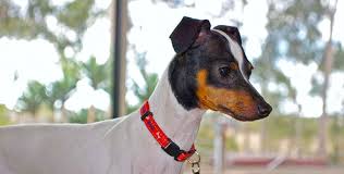 Besitzt du einen gesunden norrbottenspitz, der den rassestandards des fci entspricht, kannst du unter umständen leicht. Rassenportrait Zum Japanischer Terrier Wissenswertes Zum Aussehen Gesundheit Pflege Charakter Und Vertraglichkeit