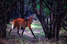 Maned Wolf Fossil Rim Wildlife Center Maned Wolf Wolves Photography Wildlife Animals