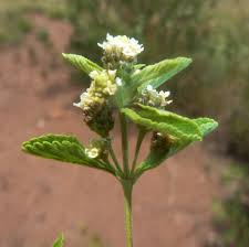 Image result for Lippia javanica
