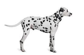 Dalmatian