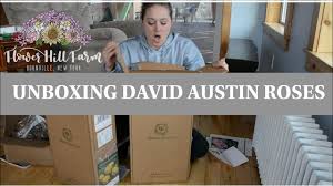 These are the same beautiful gems that we grow here on our garden rose farm. David Austin Roses Unboxing Plus Dahlias From Eden Bros And Harvest Guard Youtube