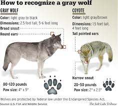 Wolf Wikipedia Grey Wolf Coyote Wolf